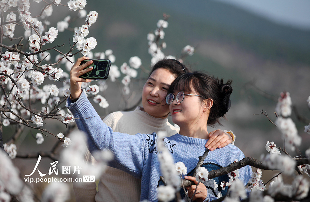 安徽淮北:杏花开 游客来【3】