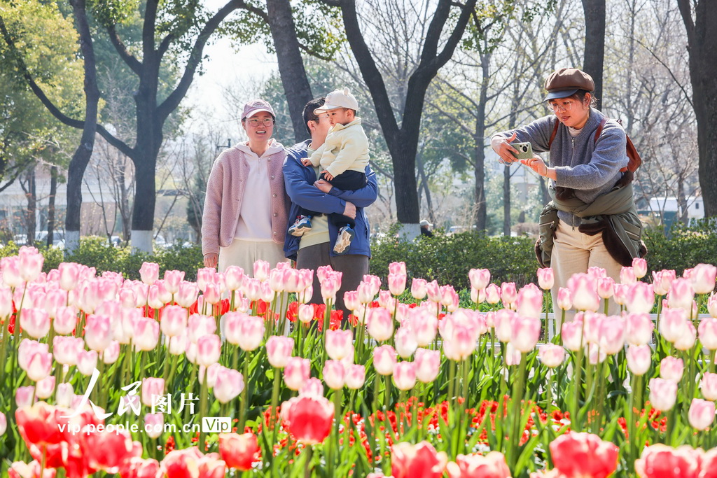 江蘇南京：郁金香花開迎客來【2】