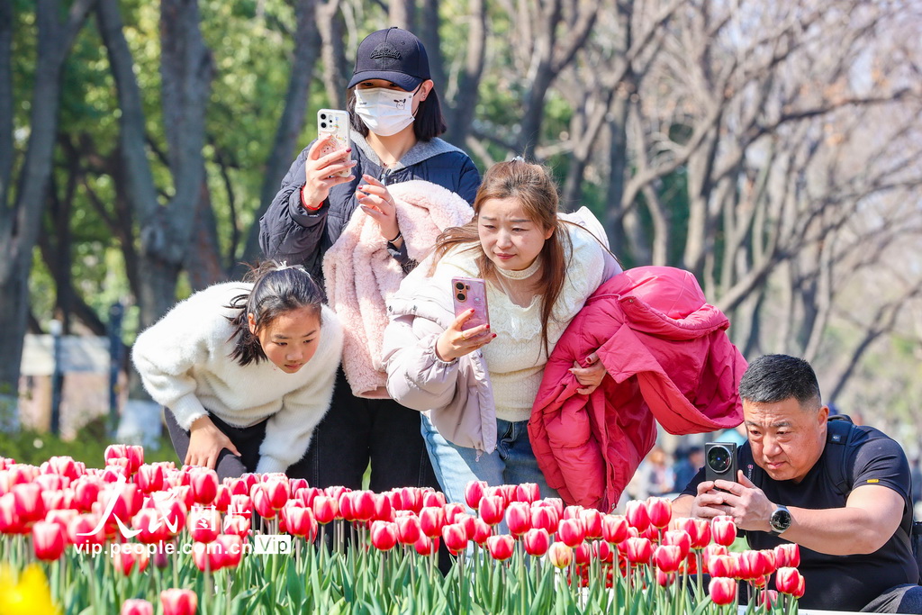 江蘇南京：郁金香花開迎客來【3】