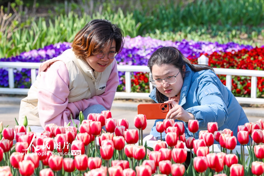 江蘇南京：郁金香花開迎客來【4】