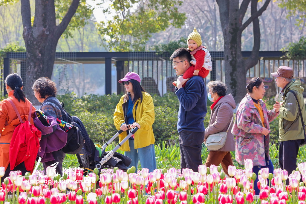 江蘇南京：郁金香花開迎客來【5】
