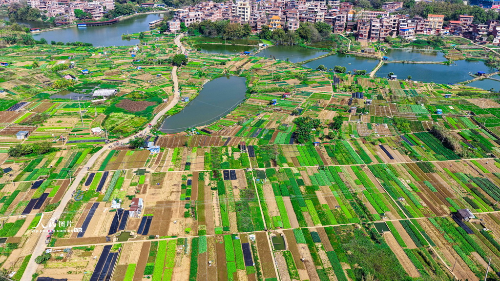 广西梧州：多彩菜畦绘出田园美景