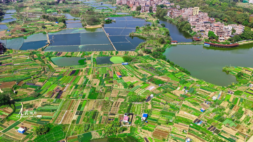 广西梧州：多彩菜畦绘出田园美景【2】