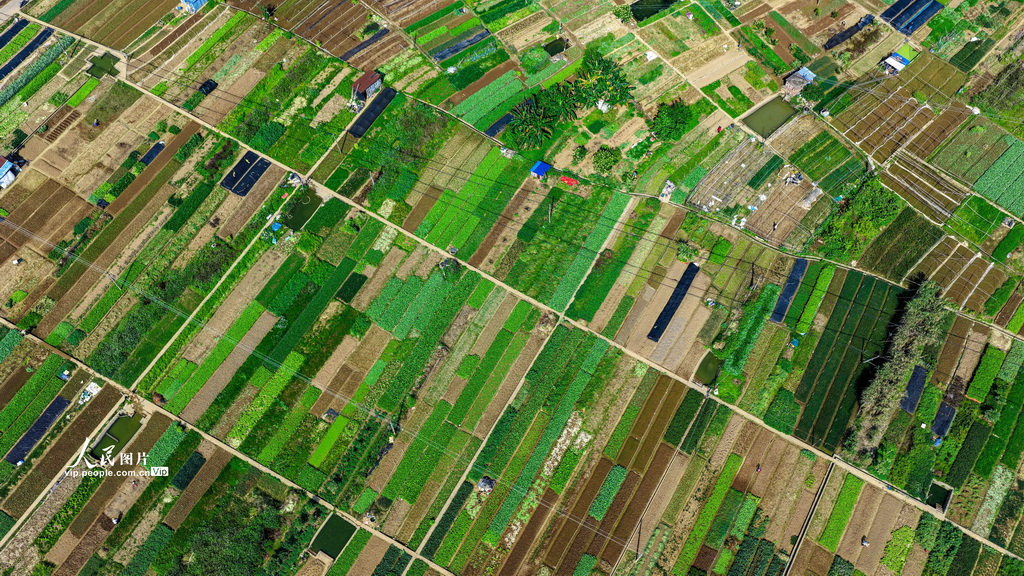 广西梧州：多彩菜畦绘出田园美景【4】