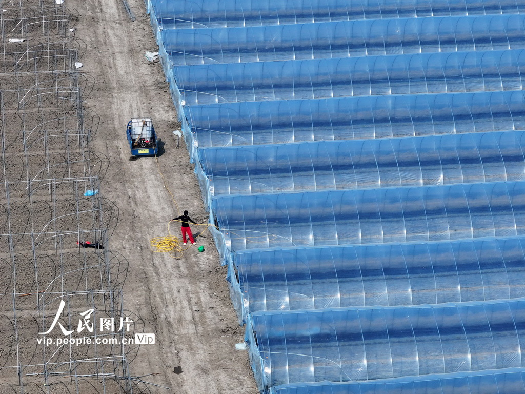 安徽蒙城：管護西瓜大棚【2】