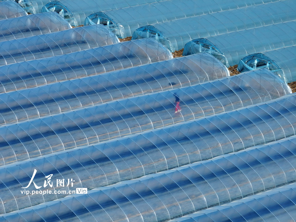 安徽蒙城：管護西瓜大棚【5】
