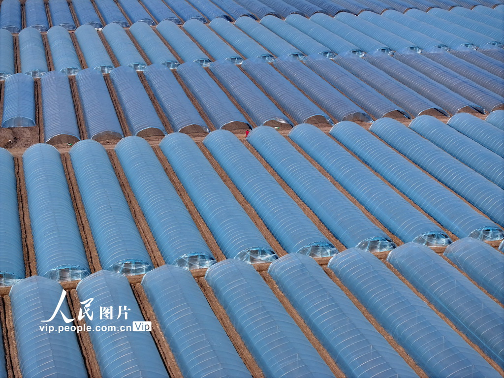 安徽蒙城：管護西瓜大棚【6】