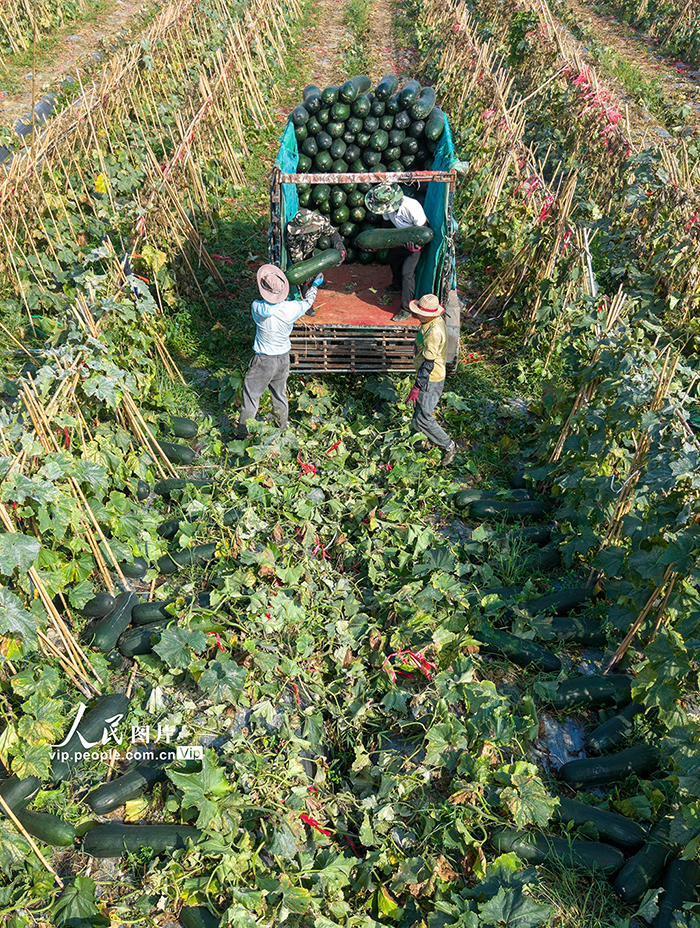 海南瓊海：採收冬瓜【4】