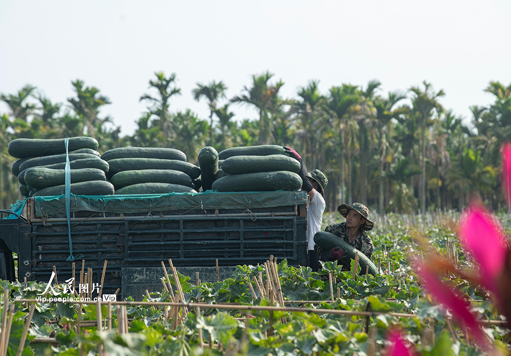 海南瓊海：採收冬瓜【3】