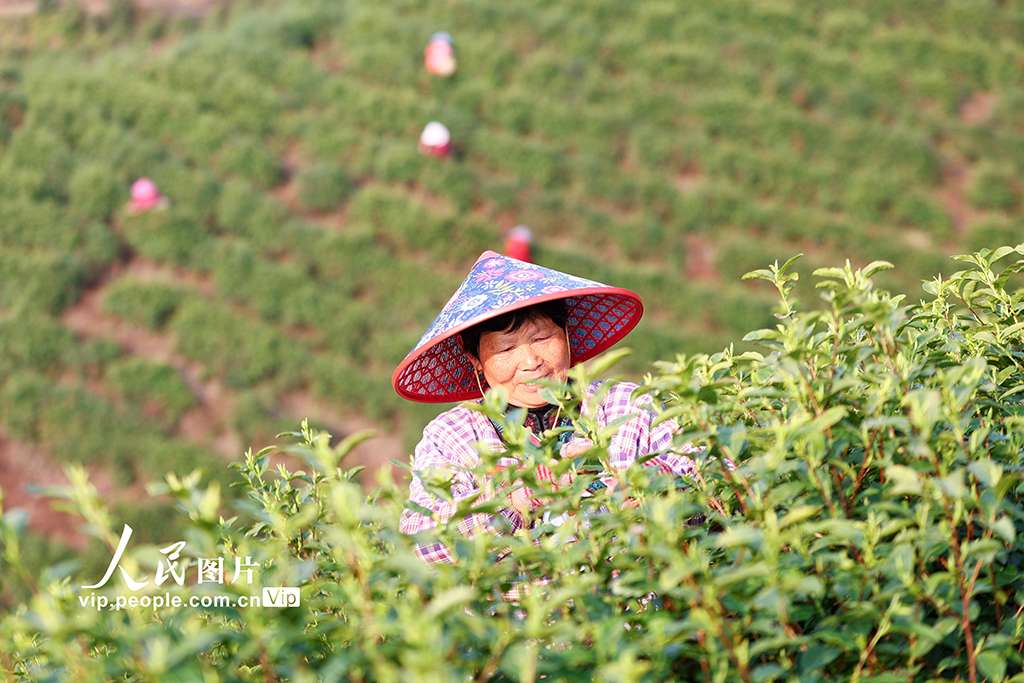 浙江德清：春茶开采