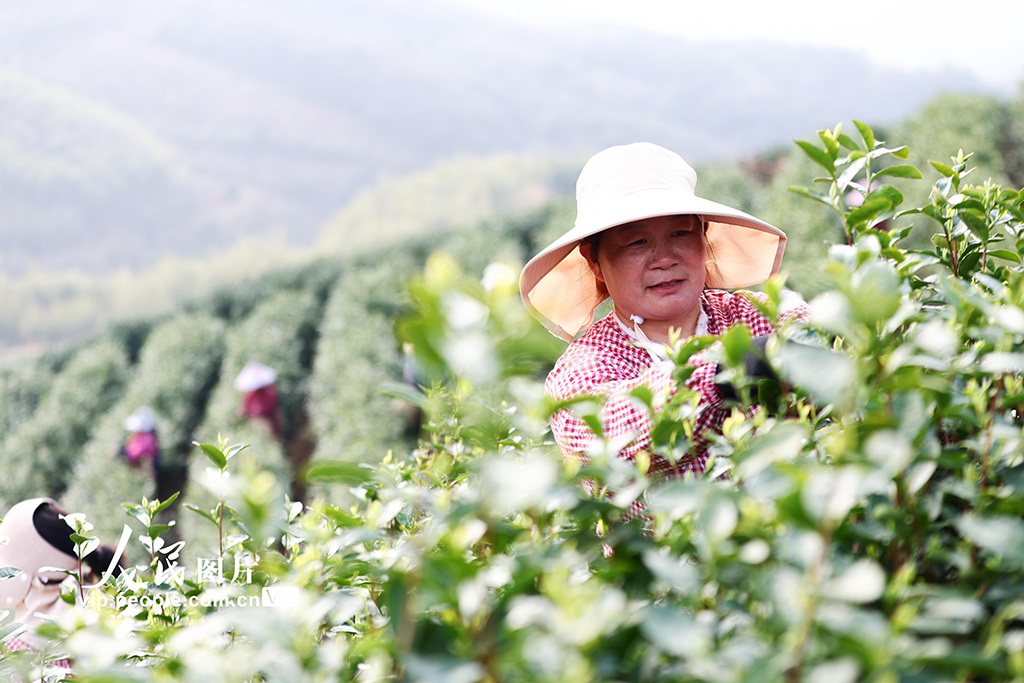 浙江德清:春茶开采【2】
