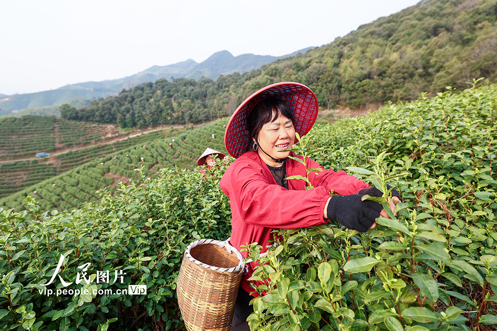 浙江德清：春茶开采【4】
