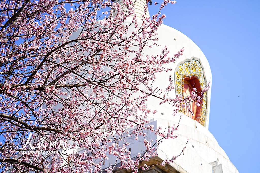 北京：北海公園山桃花進入盛放期【5】