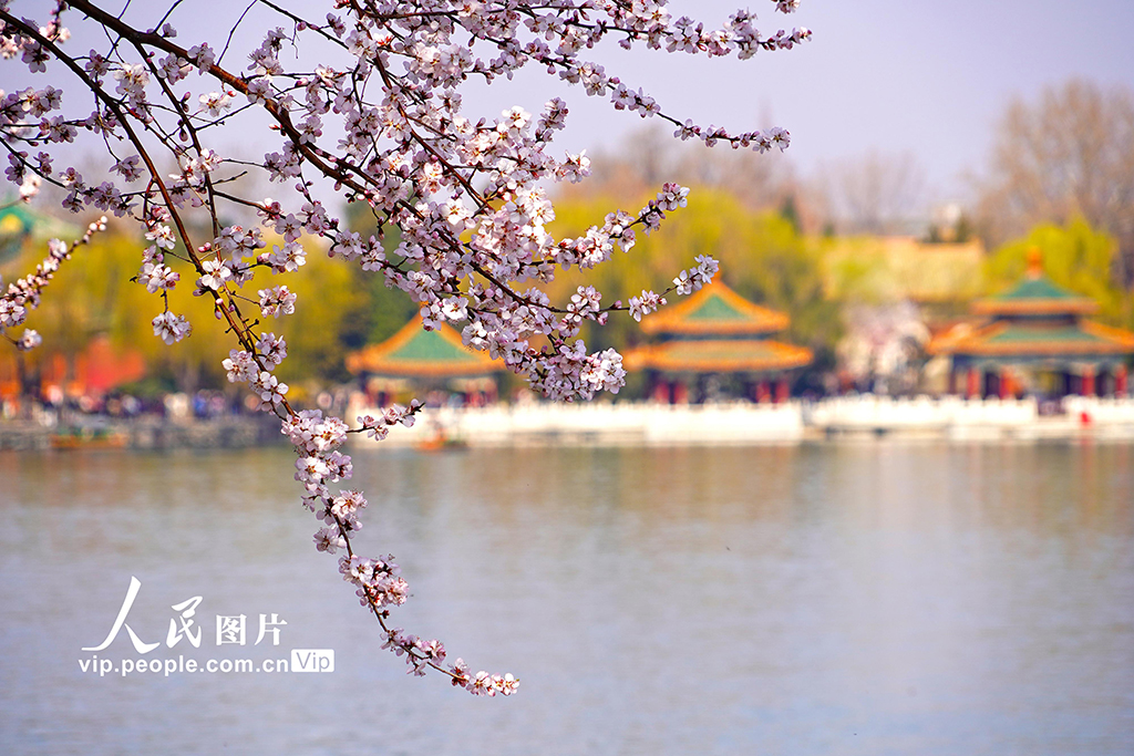 北京：北海公園山桃花進入盛放期【4】