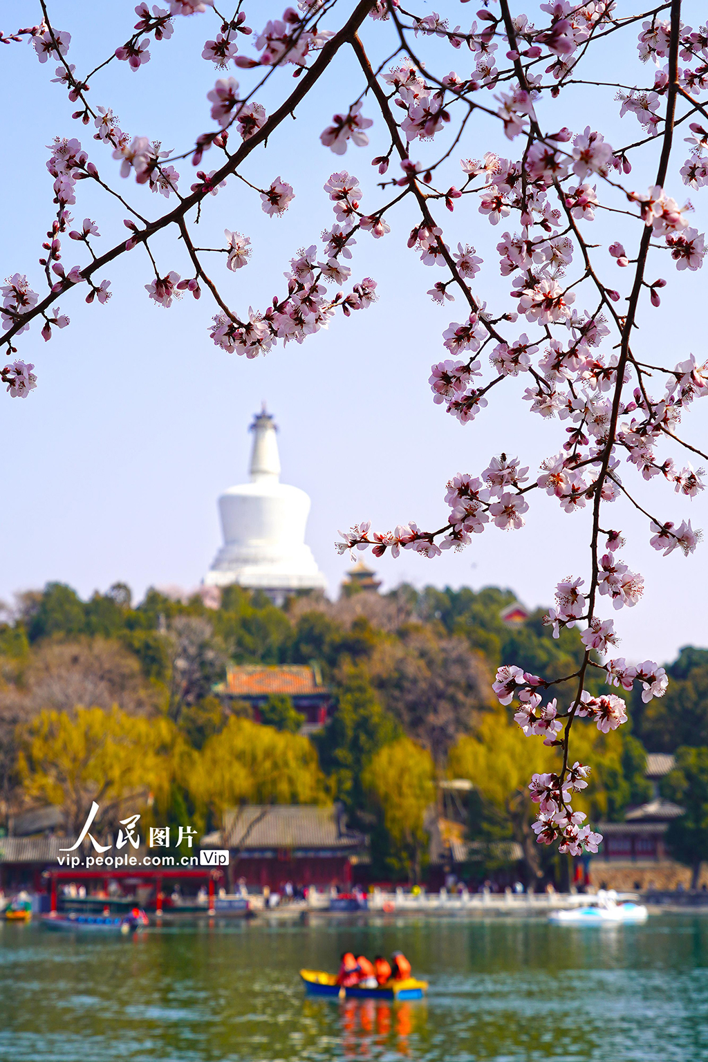 北京：北海公園山桃花進入盛放期【6】