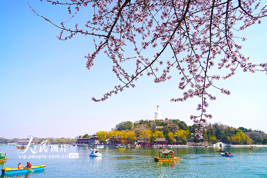 北京：北海公園山桃花進入盛放期【7】