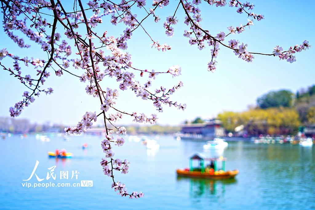 北京：北海公園山桃花進入盛放期【3】