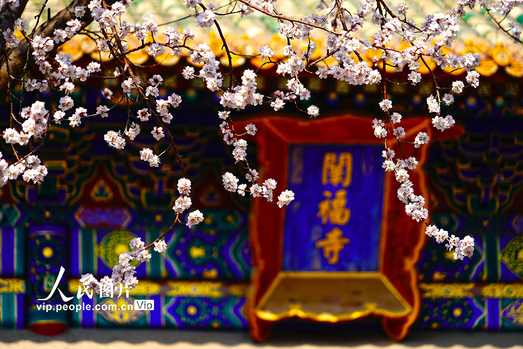 北京：北海公園山桃花進入盛放期【8】