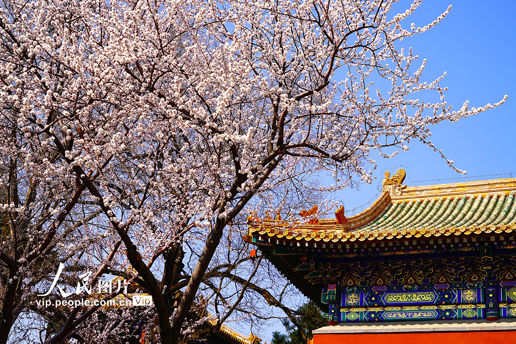 北京：北海公園山桃花進入盛放期【2】