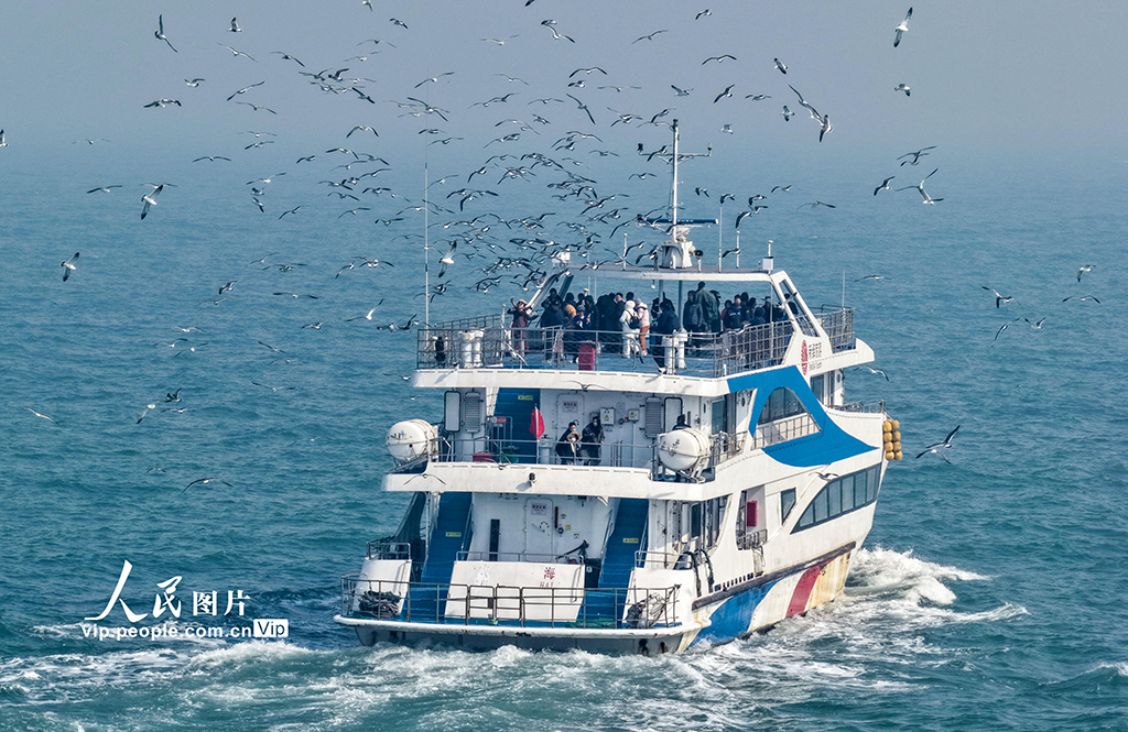 山東榮成：黑尾鷗歸巢 海驢島海上游啟航【2】