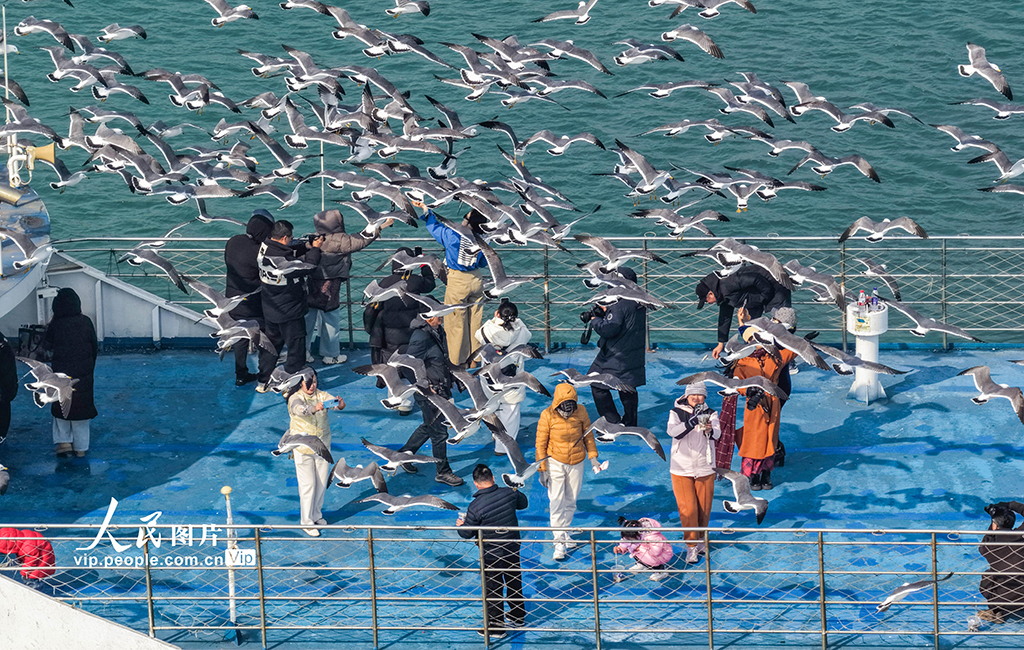 山東榮成：黑尾鷗歸巢 海驢島海上游啟航【3】