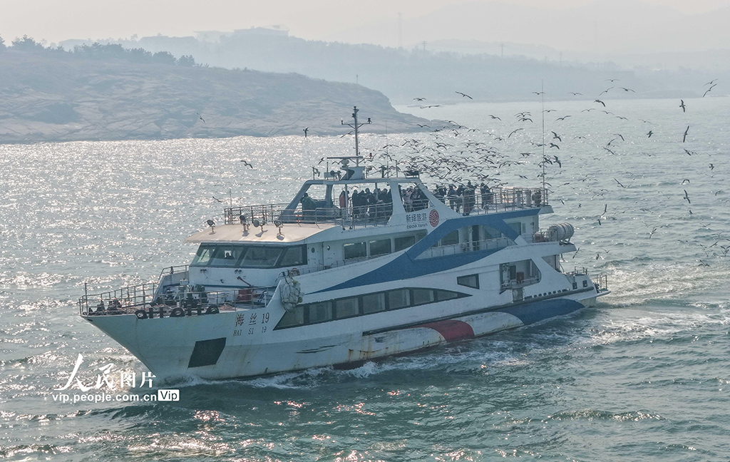 山東榮成：黑尾鷗歸巢 海驢島海上游啟航【4】
