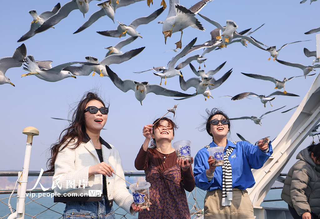 山東榮成：黑尾鷗歸巢 海驢島海上游啟航【5】