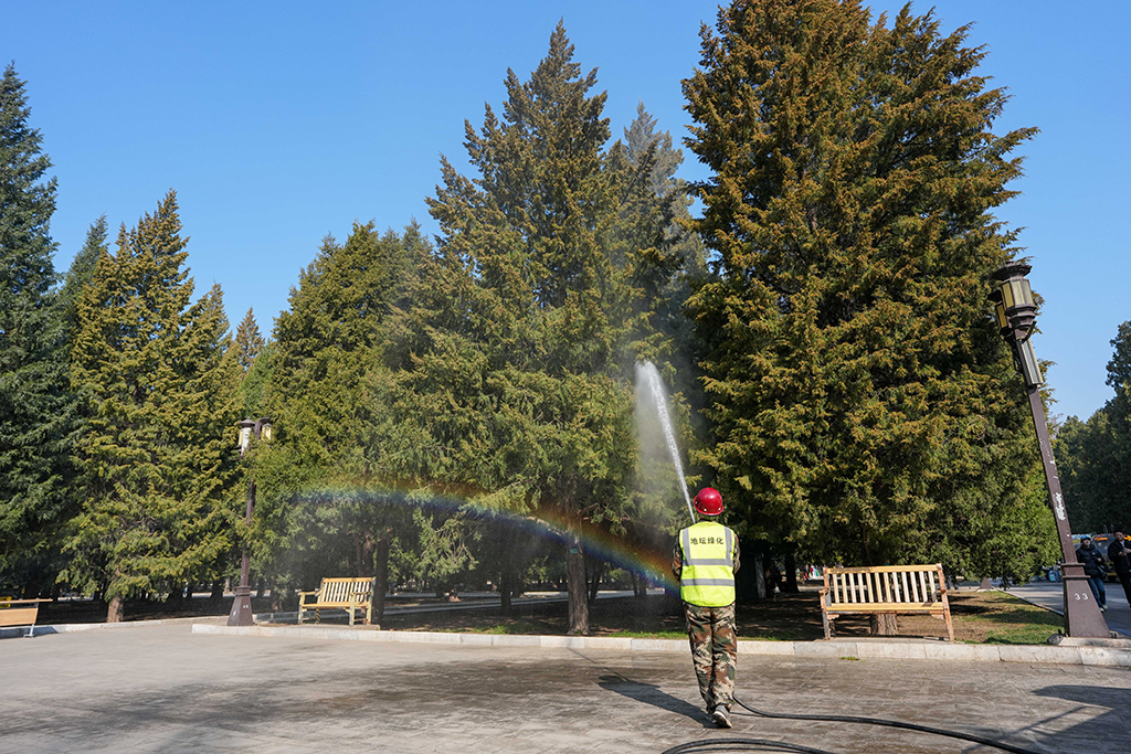 3月15日,在北京地坛公园,工作人员使用添加了花粉控制剂的水对柏树进行喷淋。