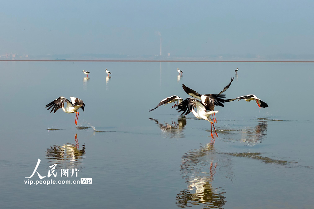 江西湖口:鄱陽湖越冬候鳥陸續集結北遷【4】