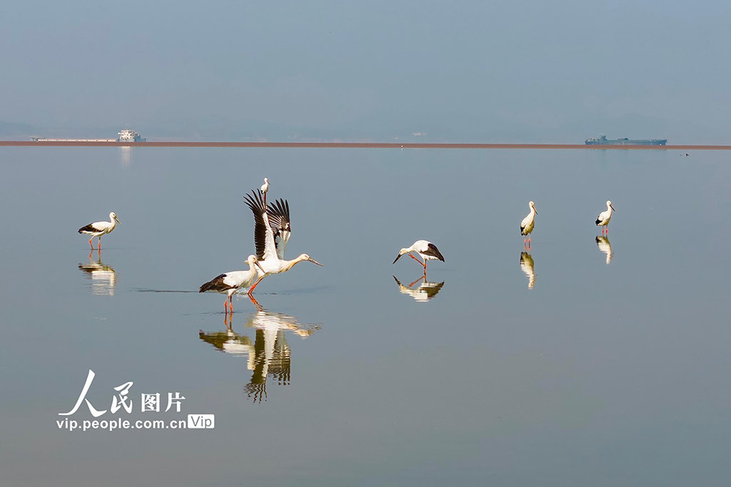 江西湖口:鄱陽湖越冬候鳥陸續集結北遷【5】
