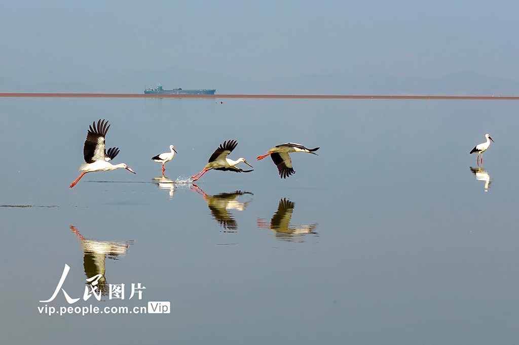 江西湖口:鄱陽湖越冬候鳥陸續集結北遷【2】