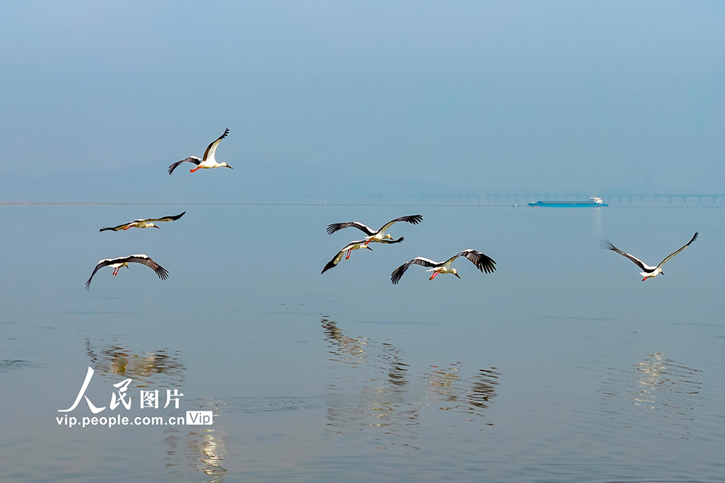 江西湖口:鄱陽湖越冬候鳥陸續集結北遷【3】