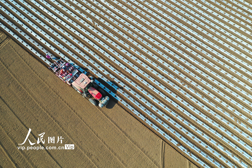 河北迁西:春播马铃薯【3】