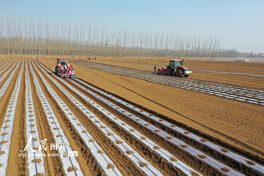 河北迁西:春播马铃薯【6】