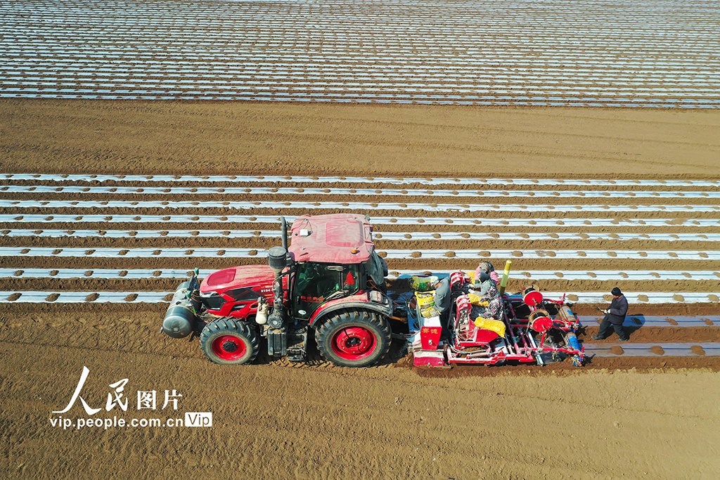 河北迁西：春播马铃薯