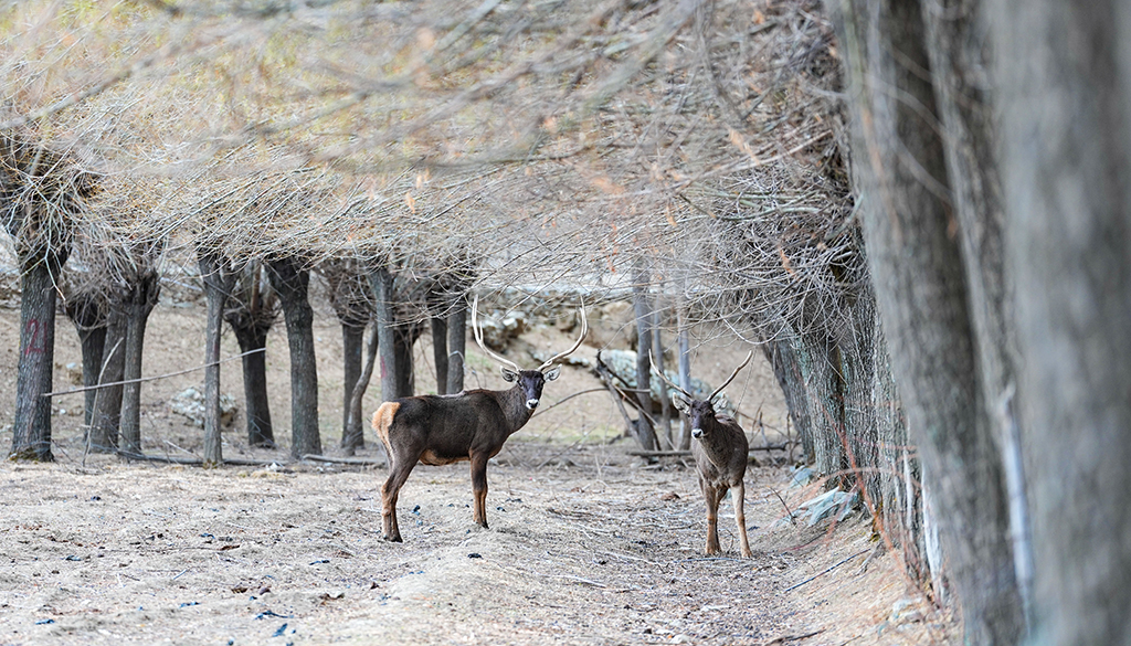西藏山南:白唇鹿漫步山林【6】