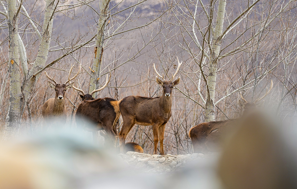 西藏山南:白唇鹿漫步山林【5】