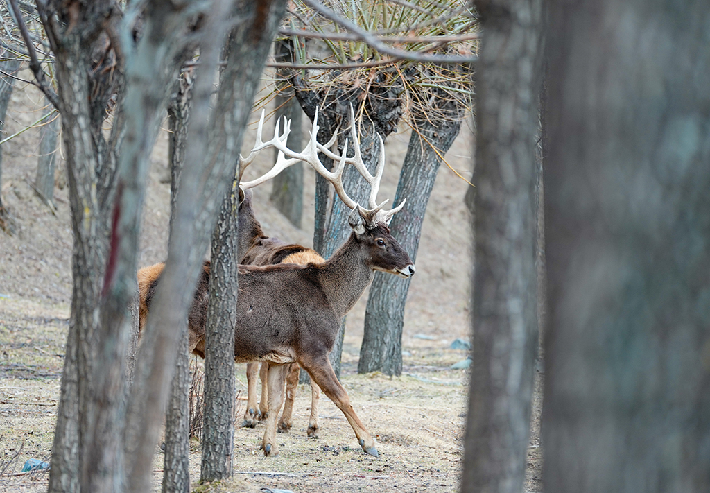 西藏山南:白唇鹿漫步山林【4】