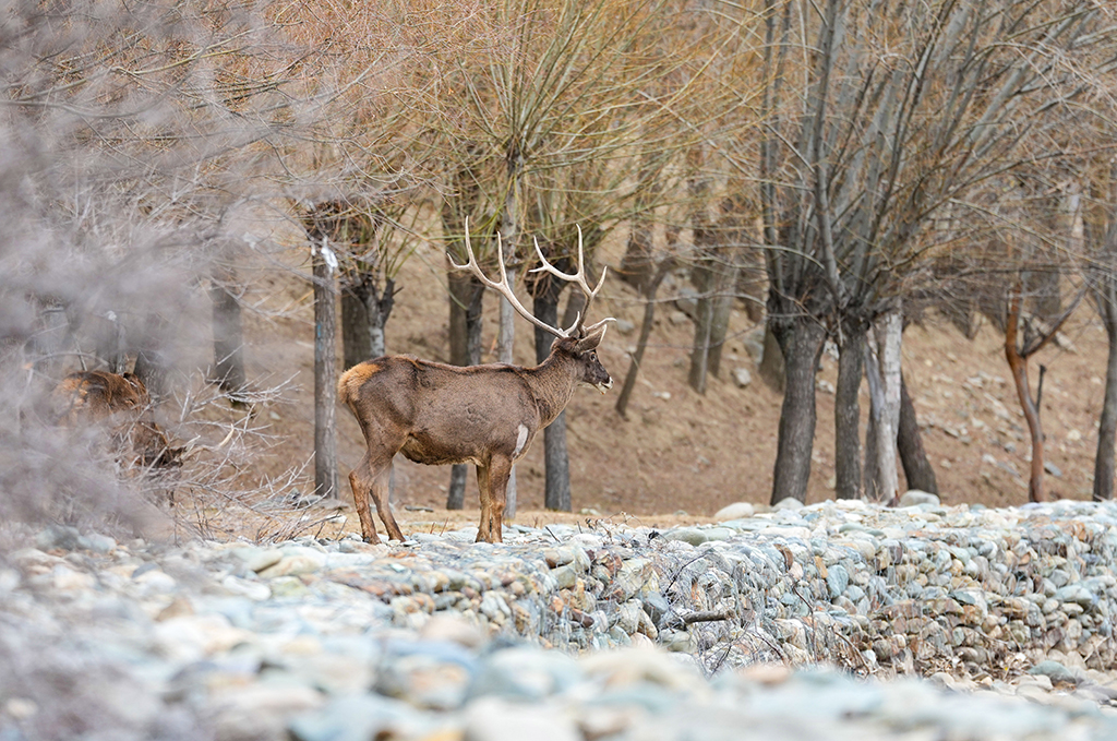 西藏山南:白唇鹿漫步山林【3】