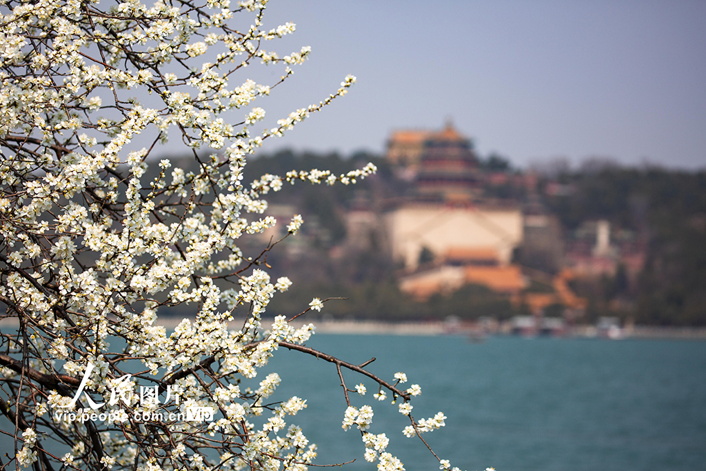 頤和園西堤桃花盛開【2】