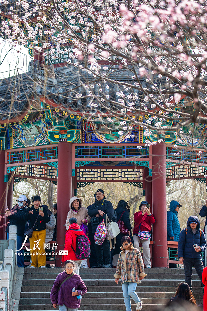 頤和園西堤桃花盛開【4】