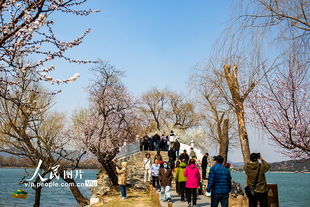 頤和園西堤桃花盛開【6】