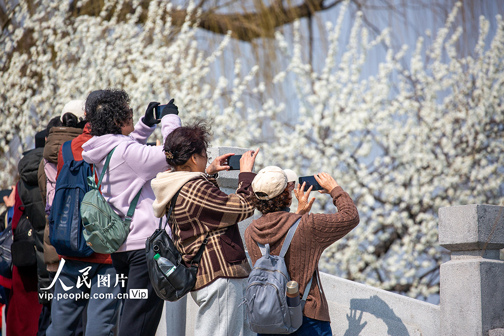 頤和園西堤桃花盛開【3】