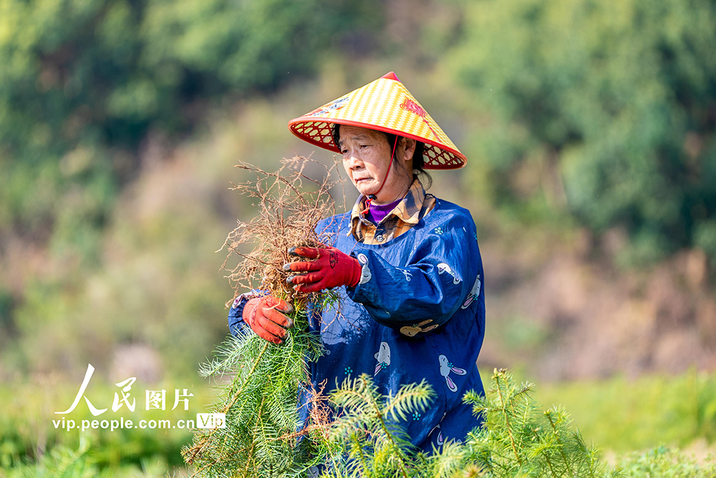 福建松溪：育苗作业忙【3】