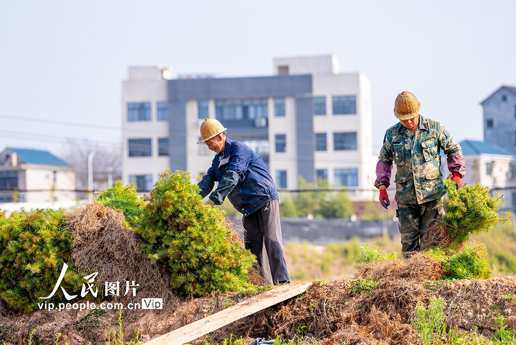 福建鬆溪:育苗作業忙【5】