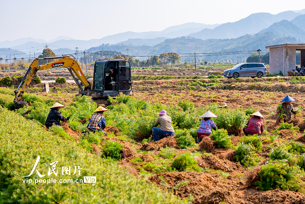 福建松溪：育苗作业忙【2】