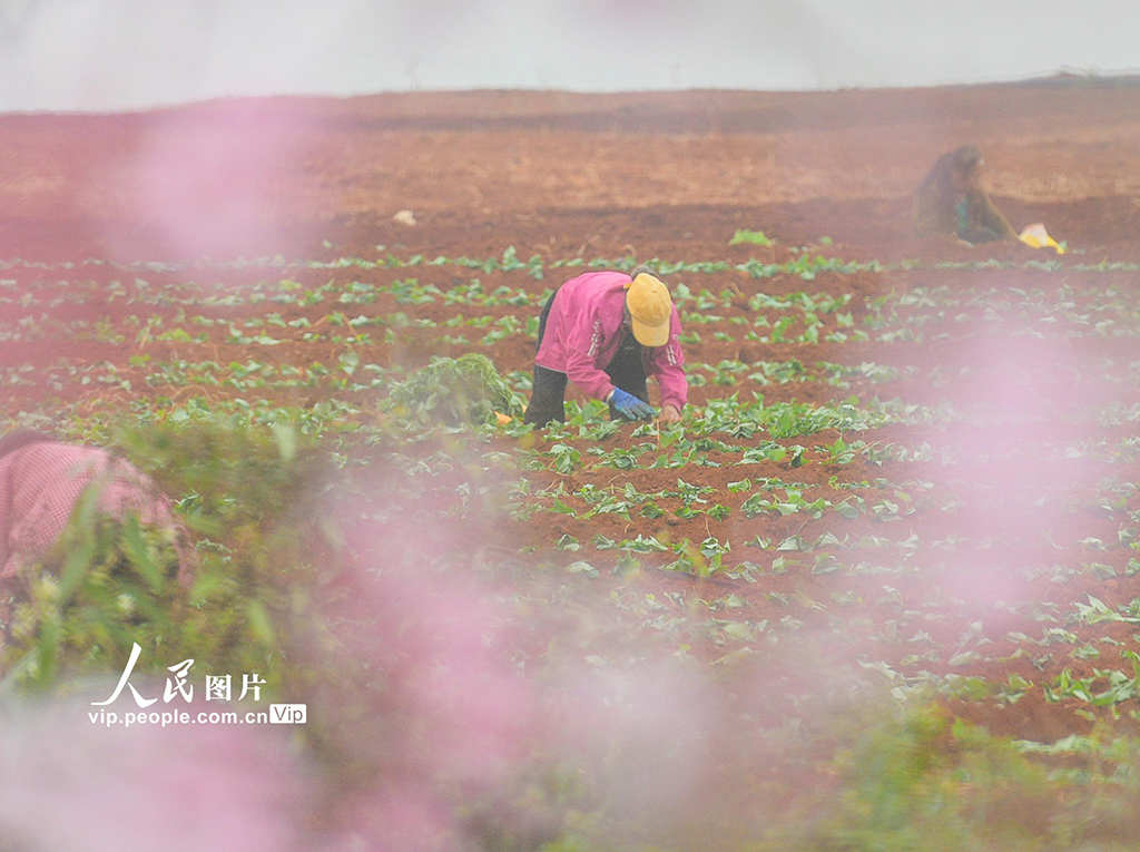 湖南道县:栽种红薯苗【2】
