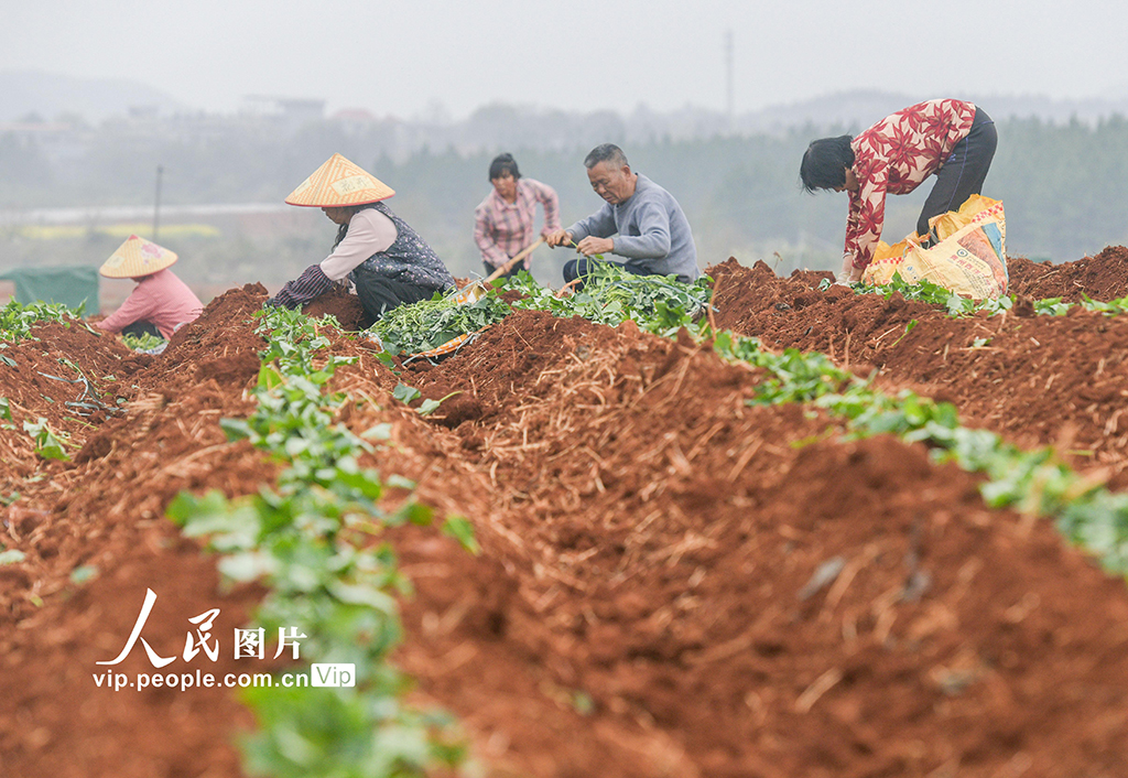 湖南道县:栽种红薯苗【5】