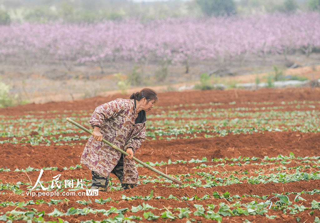 湖南道县:栽种红薯苗【4】