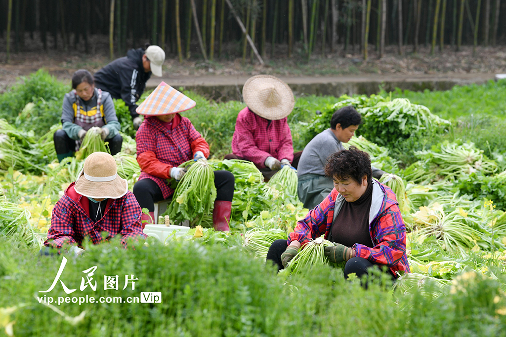 浙江杭州：人勤春来早【4】